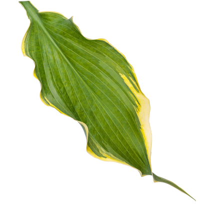 Shadowland® 'Voices in the Wind' Hosta