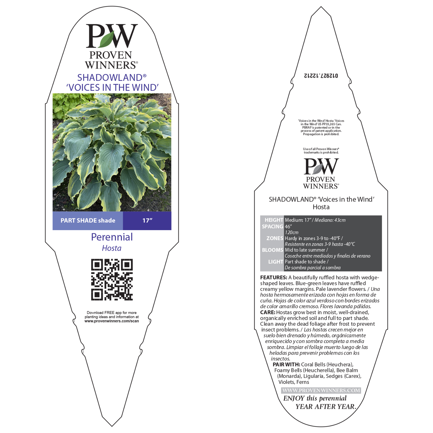 Shadowland® 'Voices in the Wind' Hosta