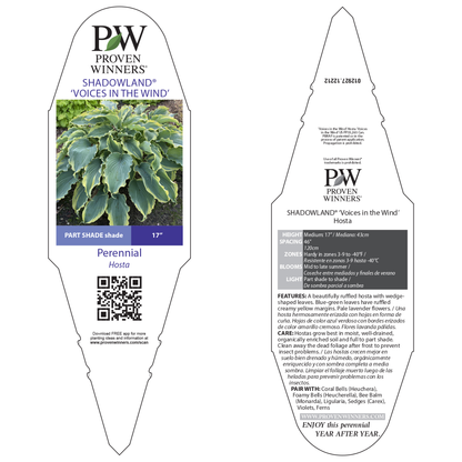 Shadowland® 'Voices in the Wind' Hosta