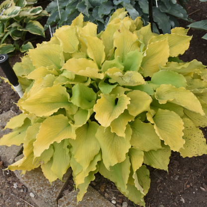 Shadowland® 'Echo the Sun' Hosta