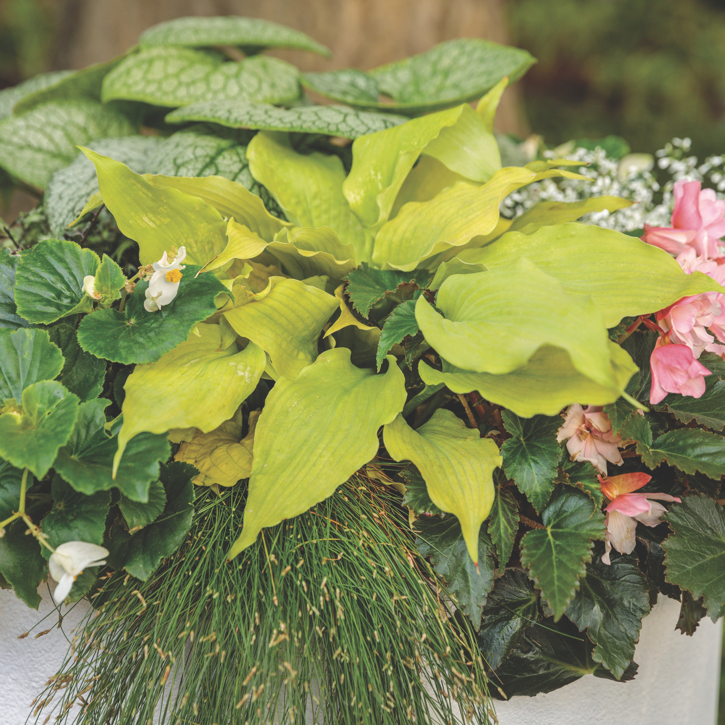 Shadowland® 'Echo the Sun' Hosta