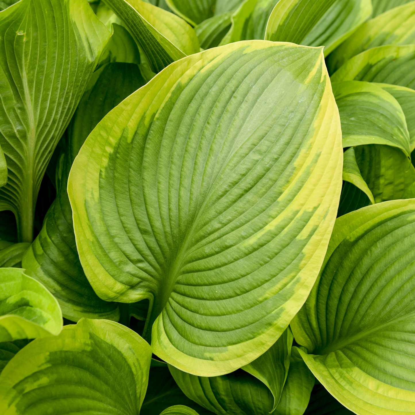Shadowland® 'Lone Star' (Hosta hybrid)