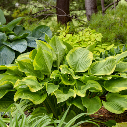 Shadowland® 'Lone Star' (Hosta hybrid)
