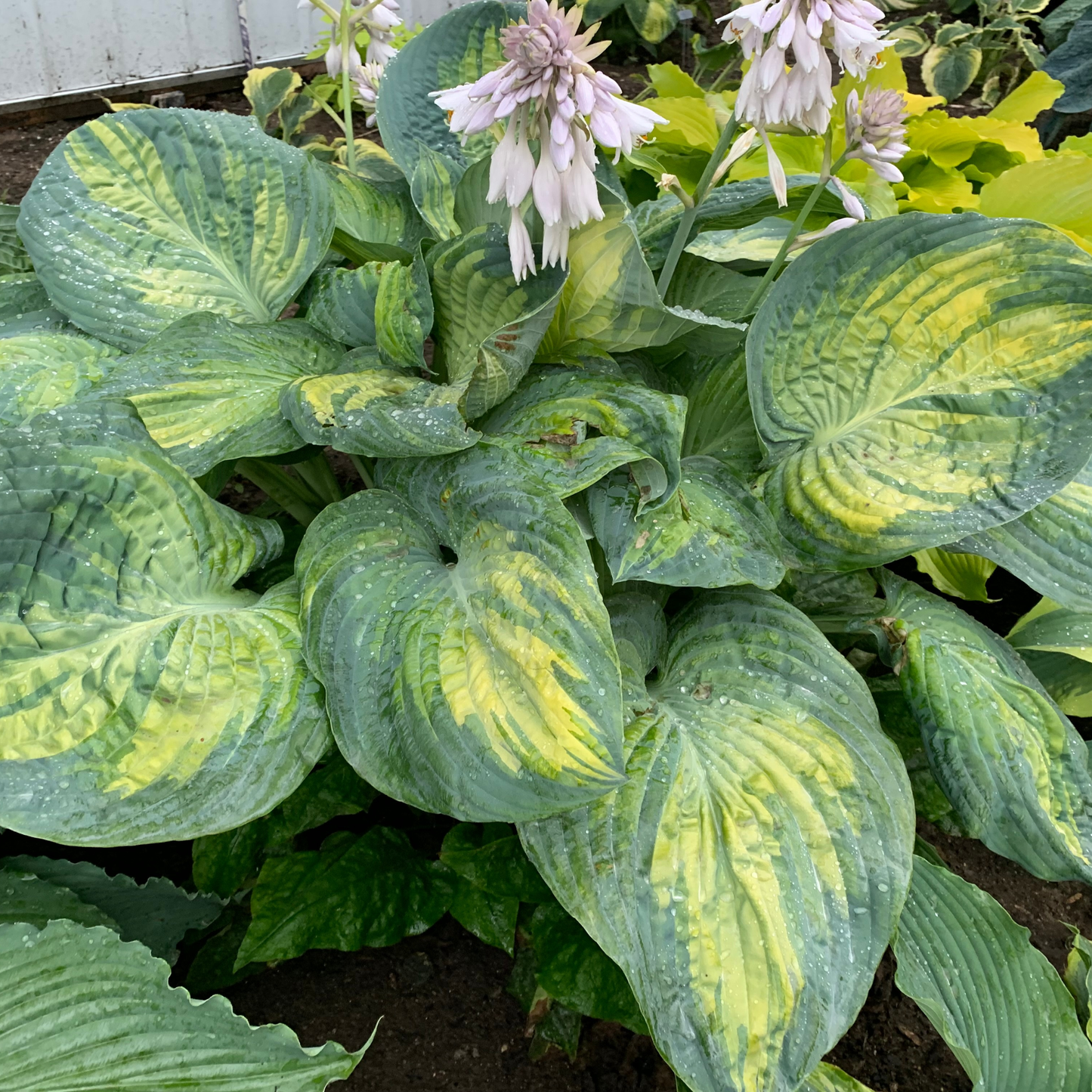 Shadowland® 'Sound of Music' (Hosta hybrid)