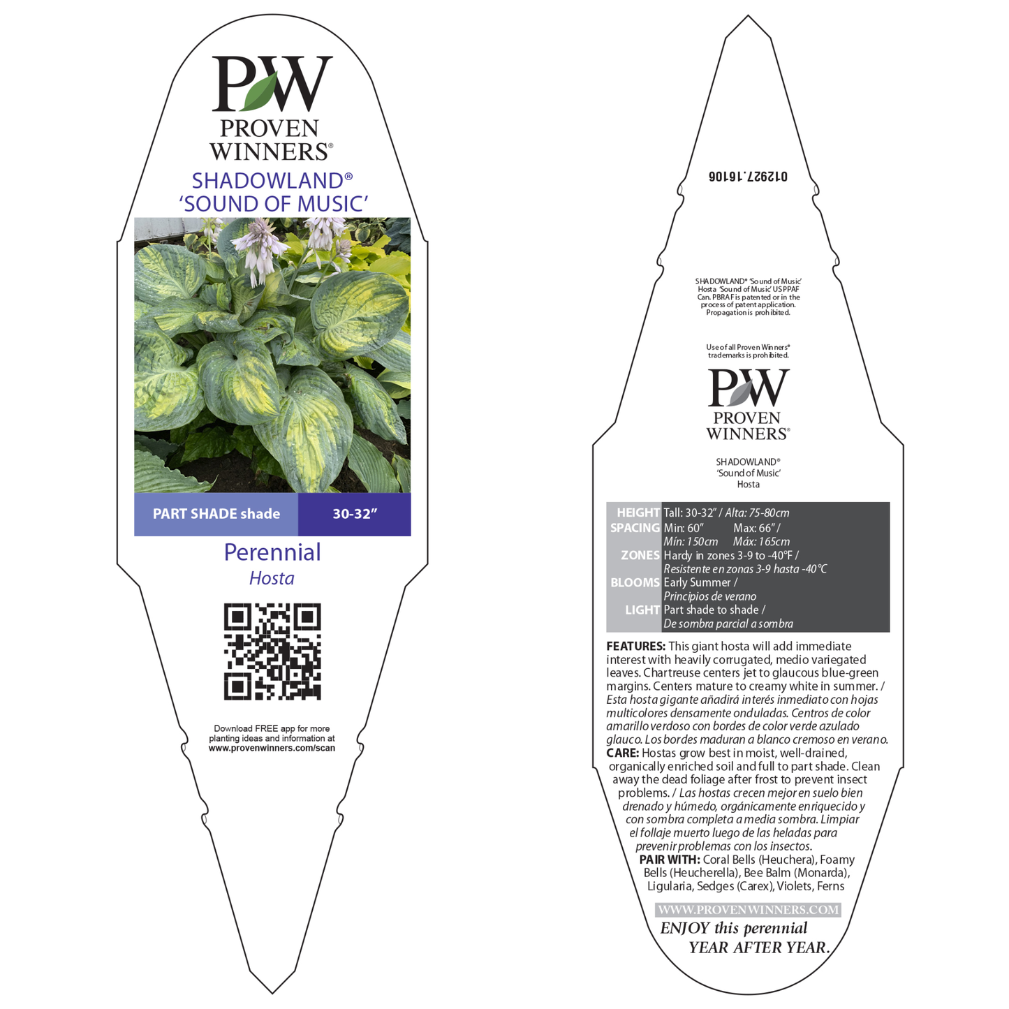 Shadowland® 'Sound of Music' (Hosta hybrid)