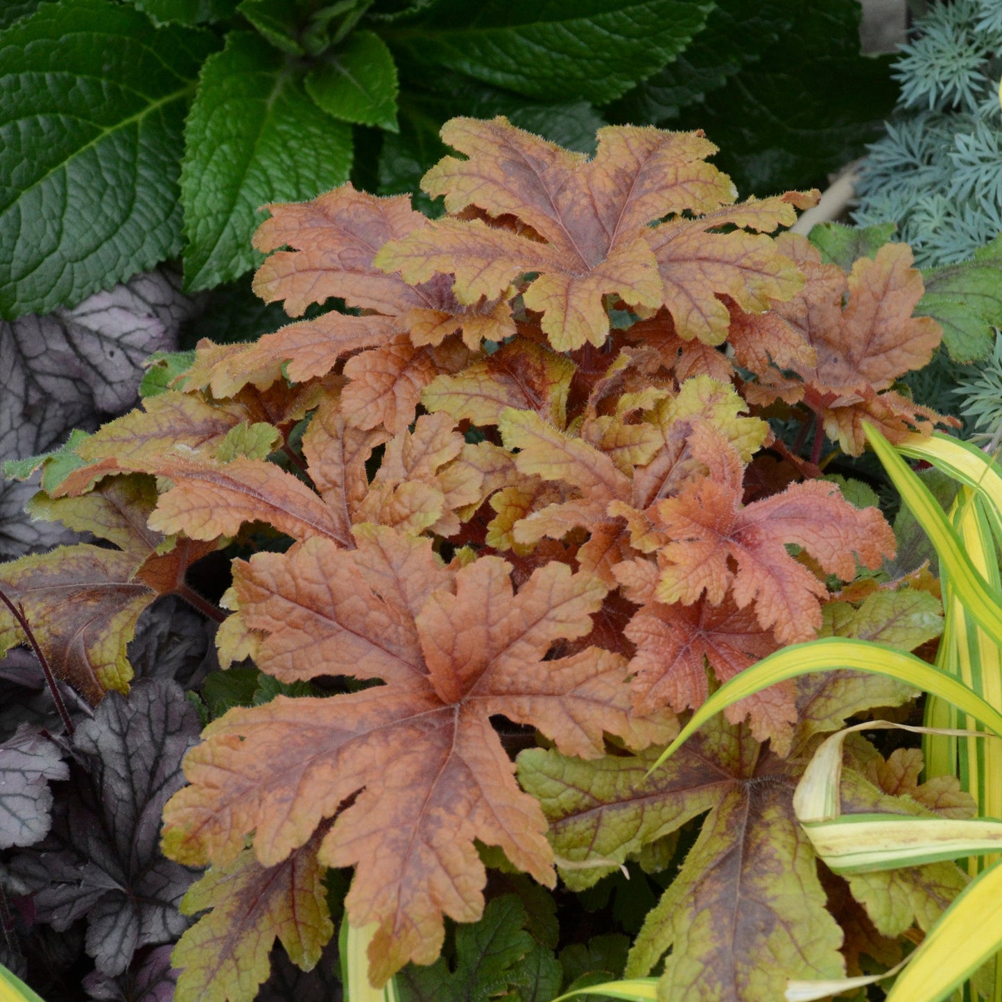 Fun and Games® 'Hopscotch' Foamy Bells (Heucherella hybrid)