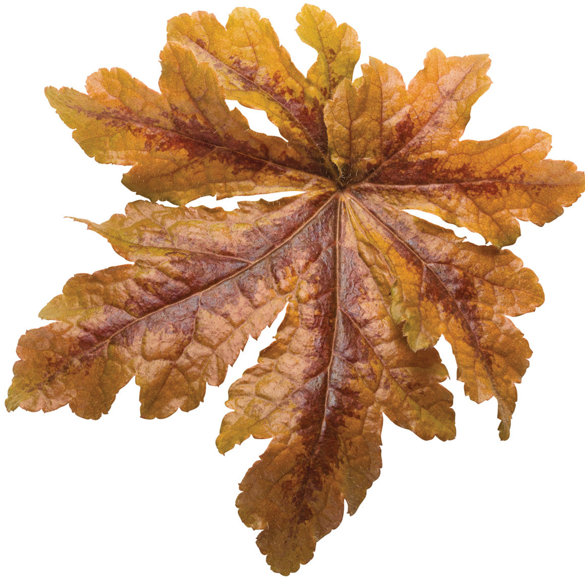 Fun and Games® 'Hopscotch' Foamy Bells (Heucherella hybrid)