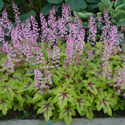 Fun and Games® 'Eye Spy' Foamy Bells (Heucherella hybrid)