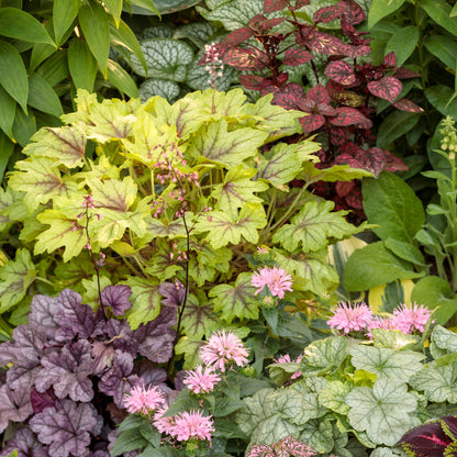 Fun and Games® 'Capture the Flag' Foamy Bells (Heucherella hybrid)