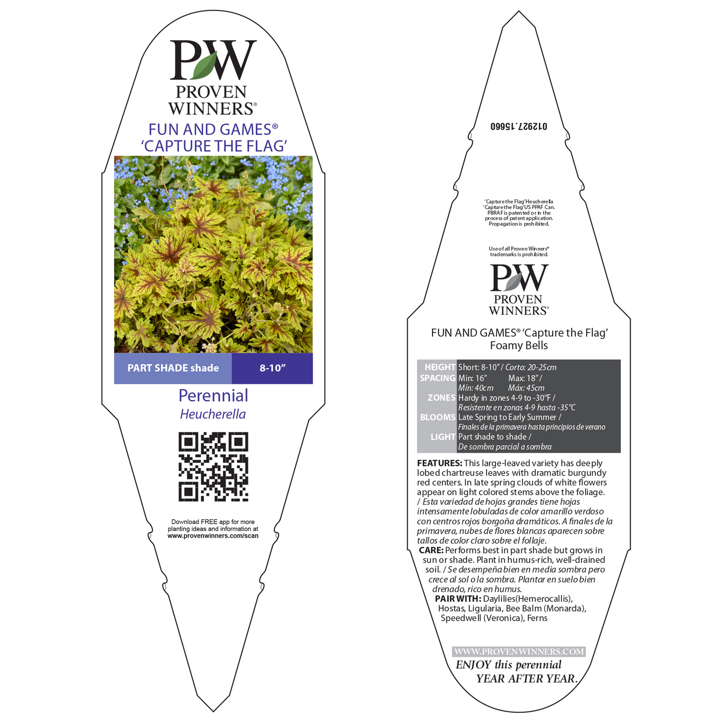 Fun and Games® 'Capture the Flag' Foamy Bells (Heucherella hybrid)