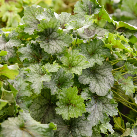 Fun and Games® 'Shadow Tag' Foamy Bells (Heucherella hybrid)