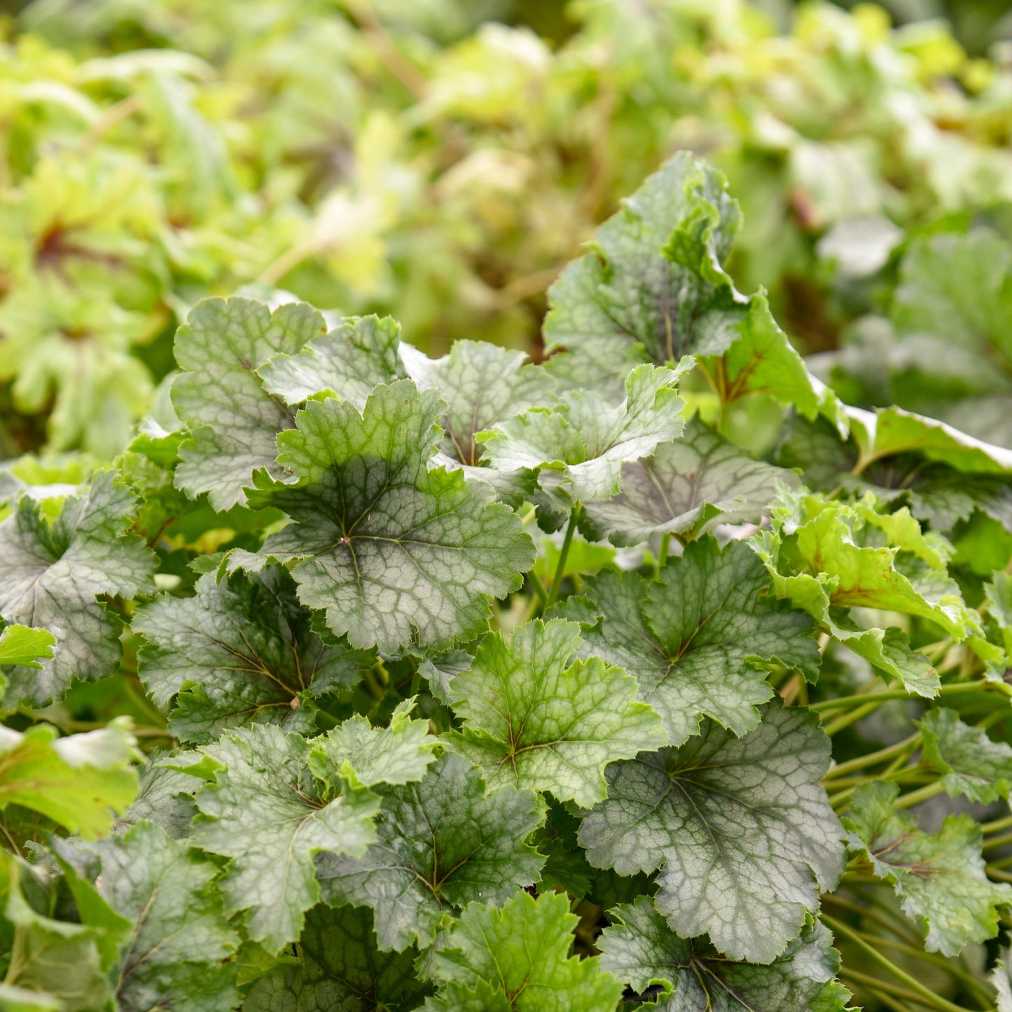 Fun and Games® 'Shadow Tag' Foamy Bells (Heucherella hybrid)