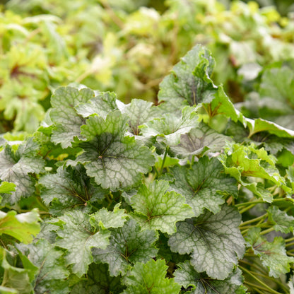 Fun and Games® 'Shadow Tag' Foamy Bells (Heucherella hybrid)