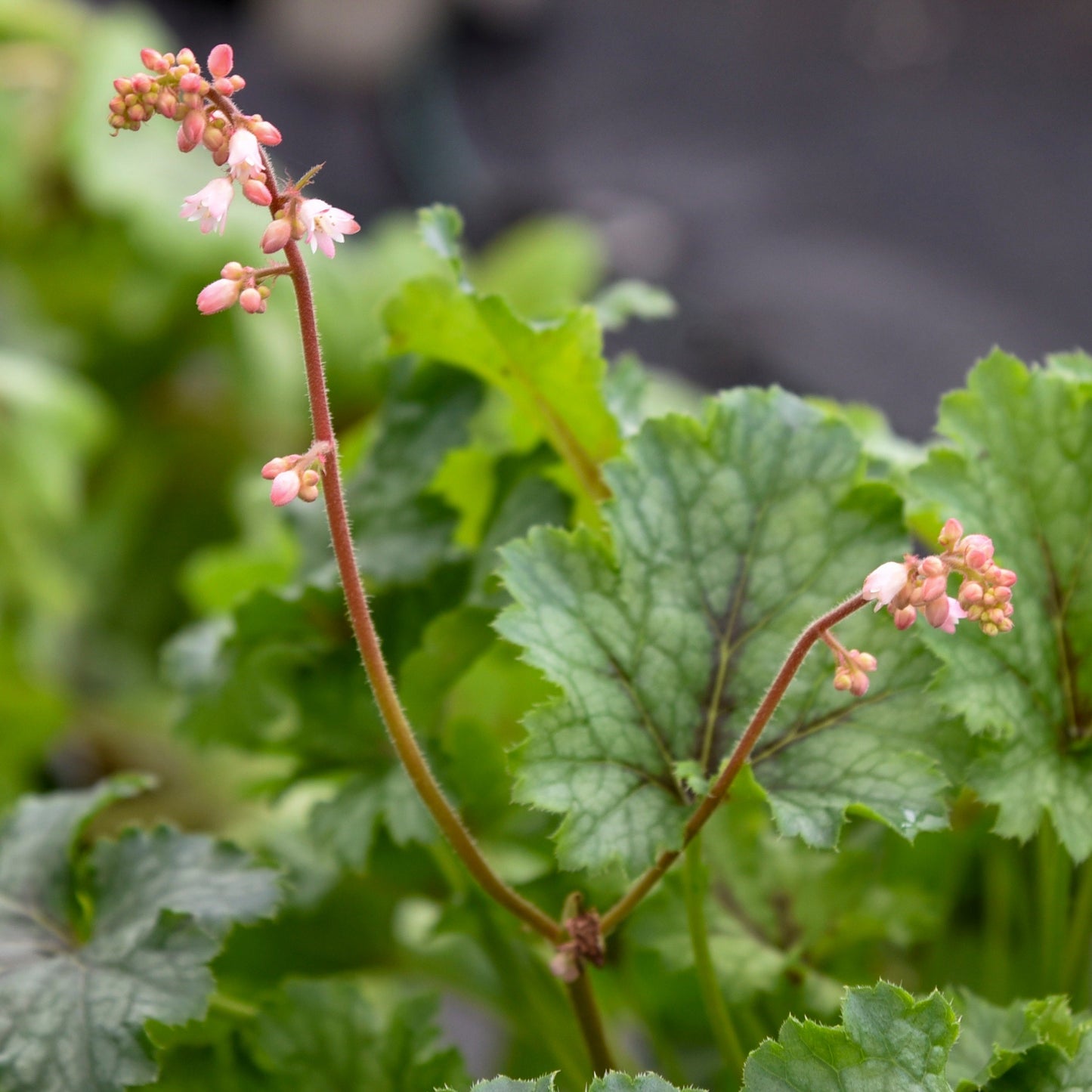 Fun and Games® 'Shadow Tag' Foamy Bells (Heucherella hybrid)