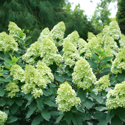 'Limelight' Panicle Hydrangea (paniculata)