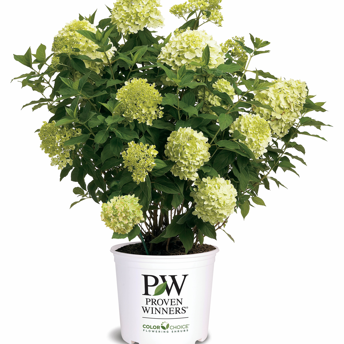 'Limelight' Panicle Hydrangea (paniculata)