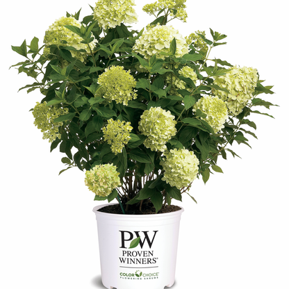 'Limelight' Panicle Hydrangea (paniculata)