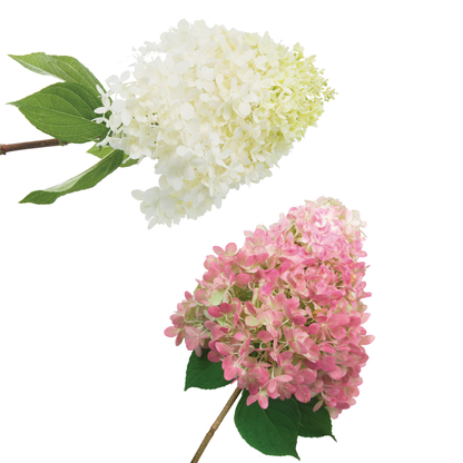 'Limelight' Panicle Hydrangea (paniculata)