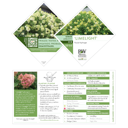'Limelight' Panicle Hydrangea (paniculata)