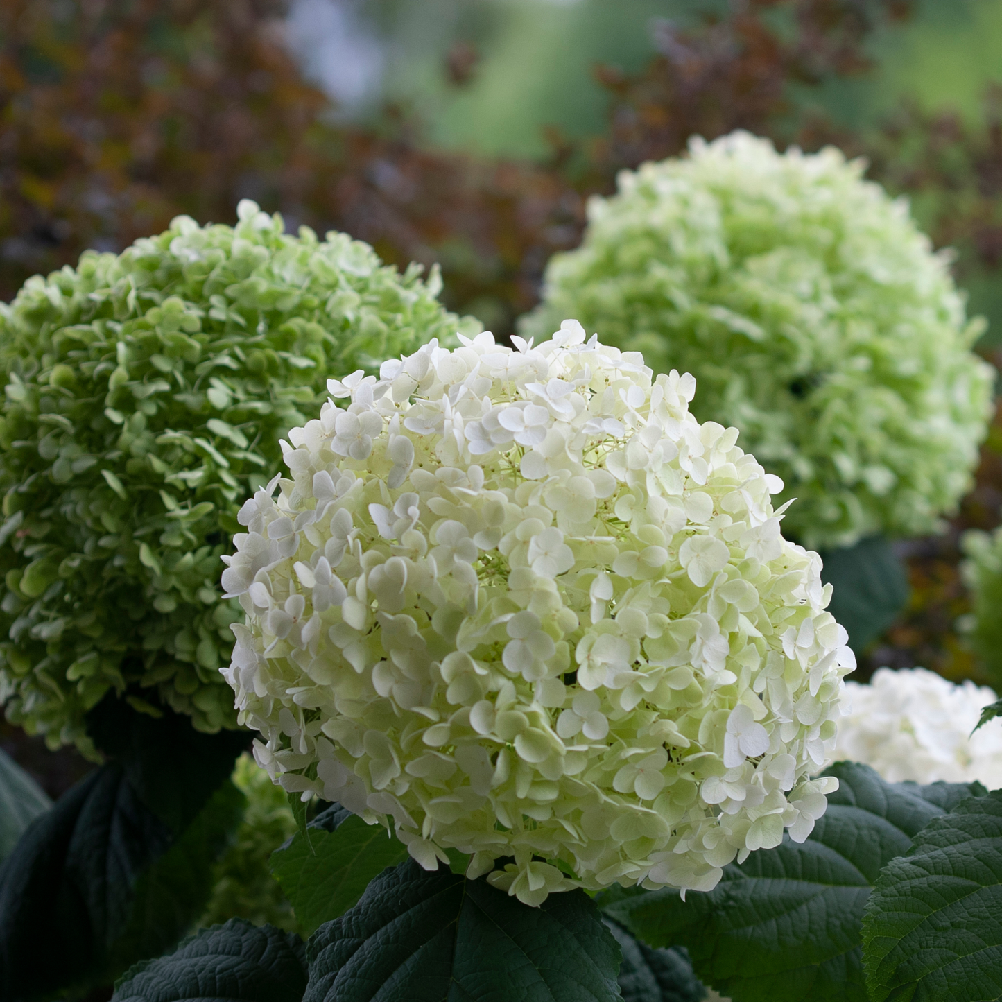 Incrediball® Smooth Hydrangea (arborescens)