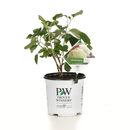 Incrediball® Smooth Hydrangea (arborescens)
