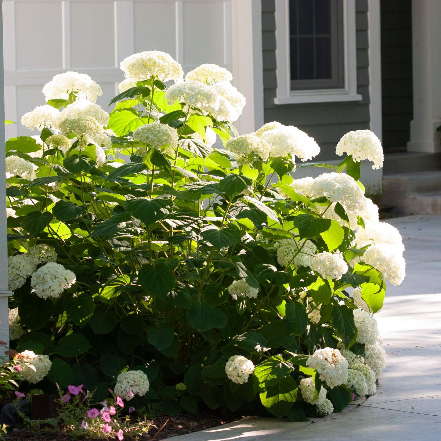 Incrediball® Smooth Hydrangea (arborescens)