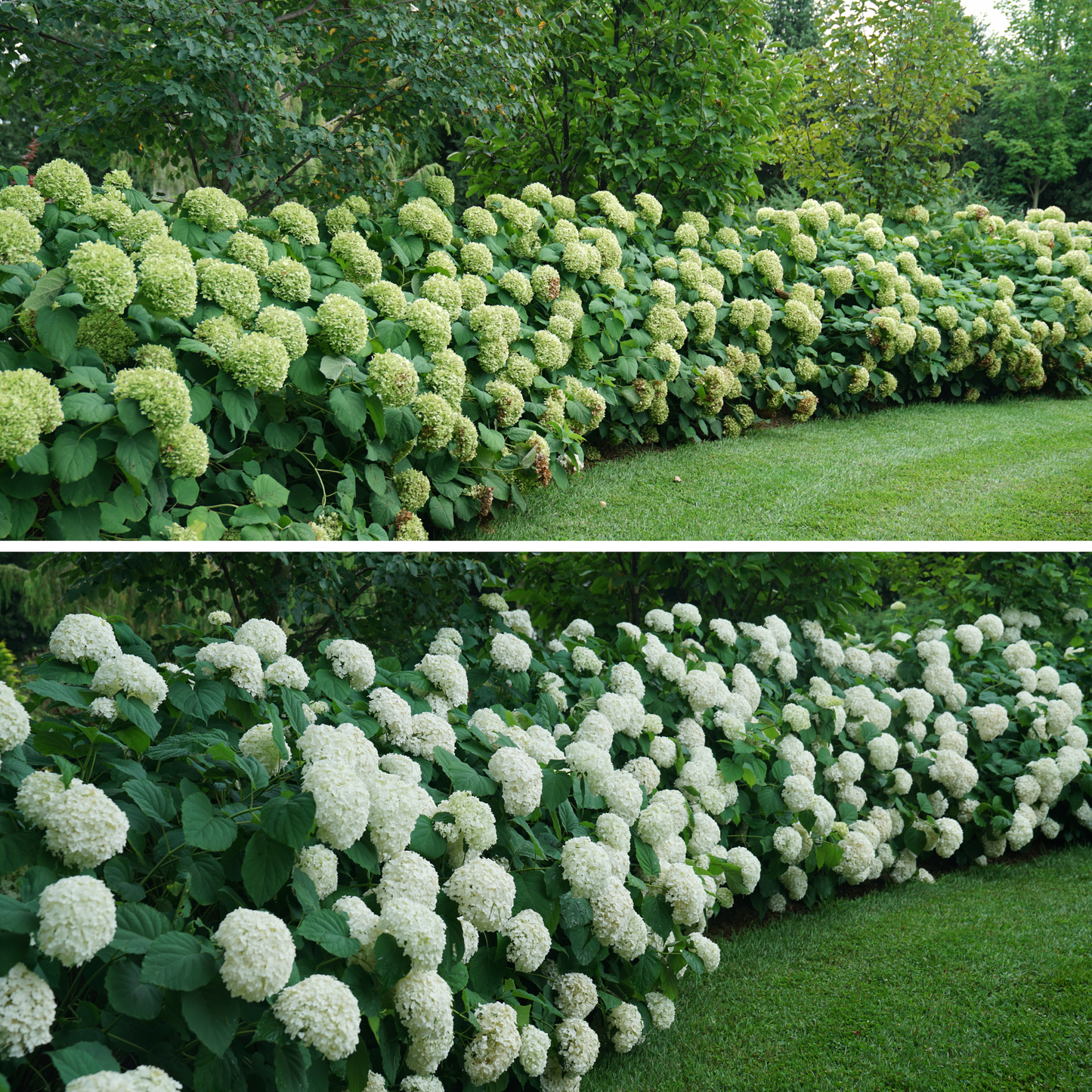 Incrediball® Smooth Hydrangea (arborescens)