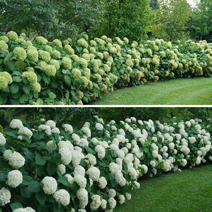 Incrediball® Smooth Hydrangea (arborescens)