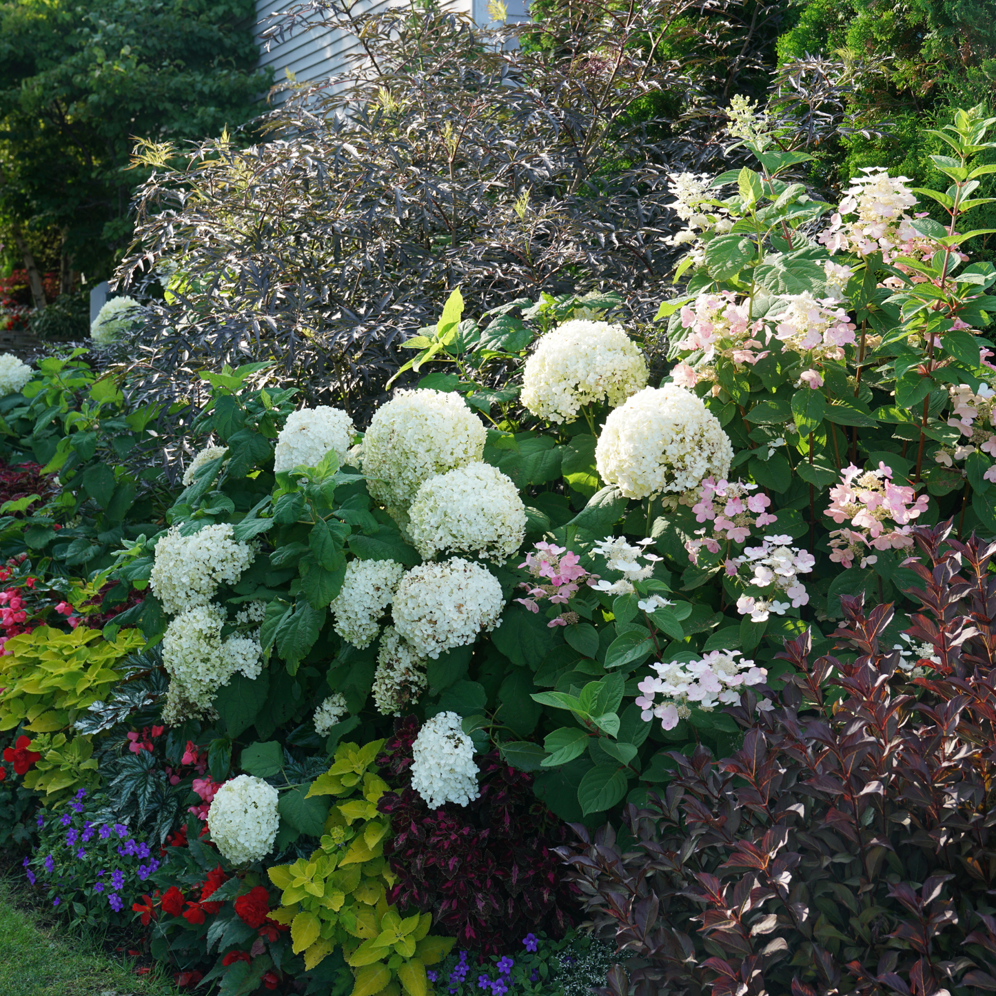 Incrediball® Smooth Hydrangea (arborescens)