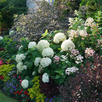 Incrediball® Smooth Hydrangea (arborescens)