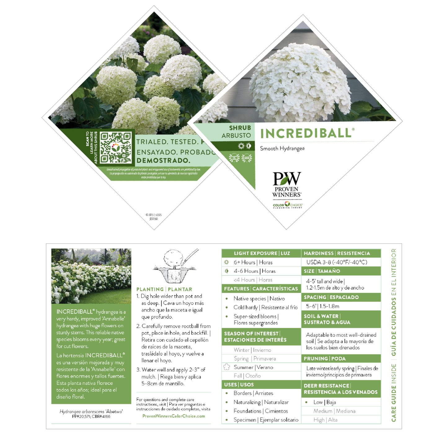 Incrediball® Smooth Hydrangea (arborescens)