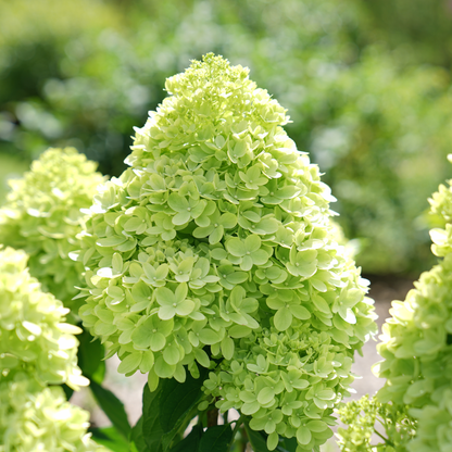 Little Lime® Panicle Hydrangea (paniculata)