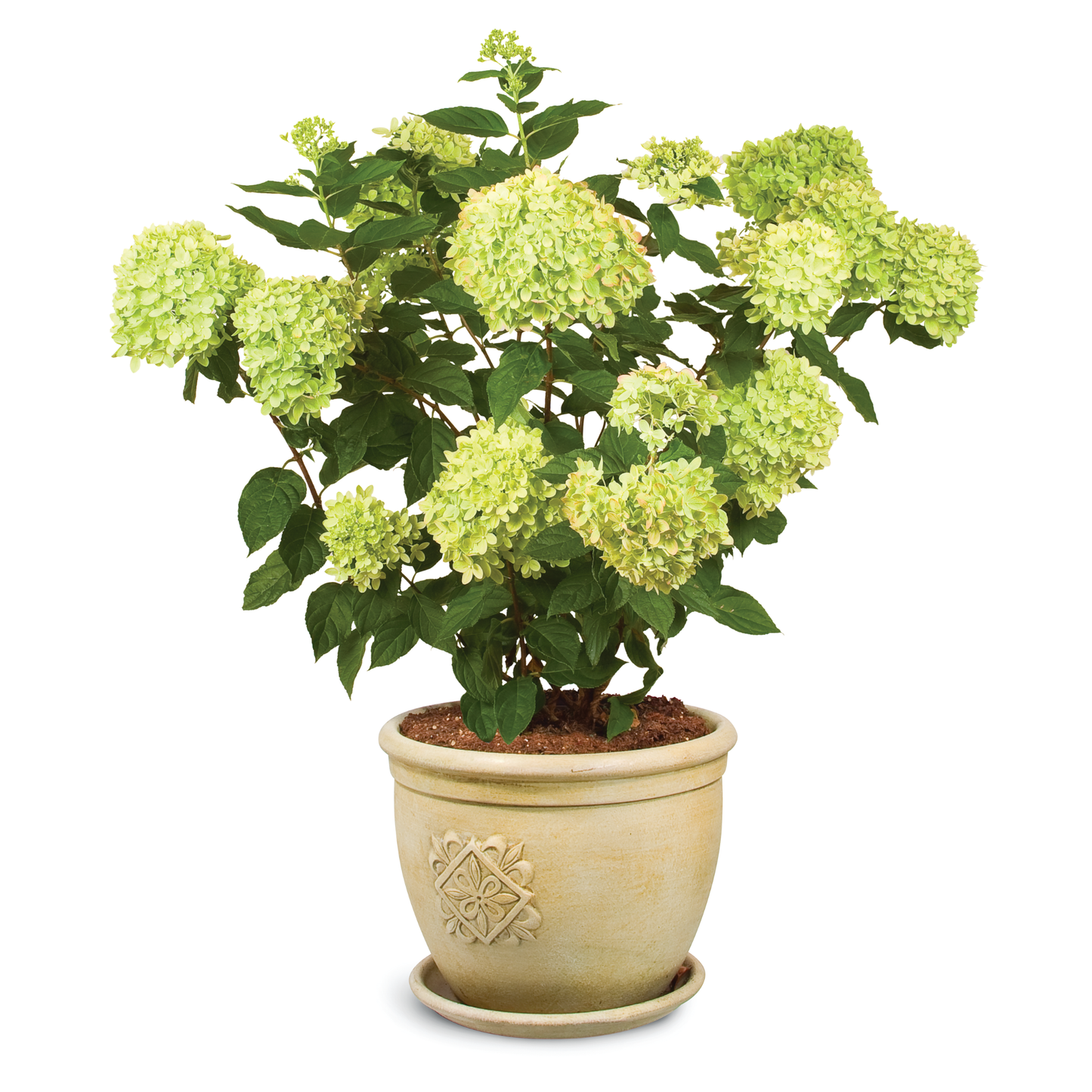Little Lime® Panicle Hydrangea (paniculata)
