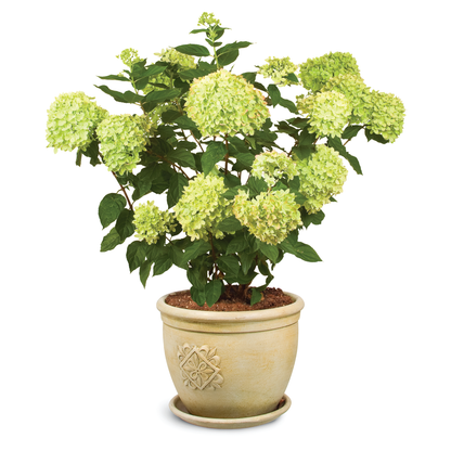 Little Lime® Panicle Hydrangea (paniculata)