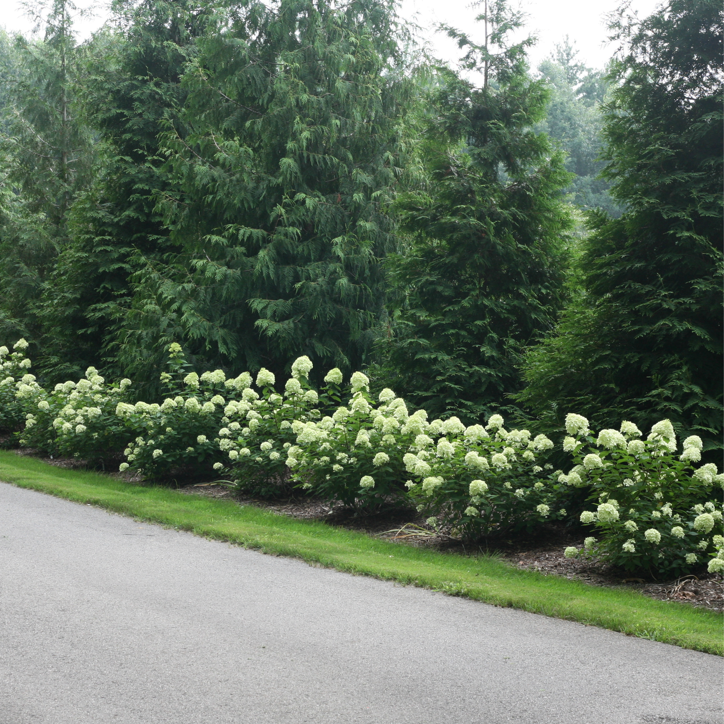 Little Lime® Panicle Hydrangea (paniculata)