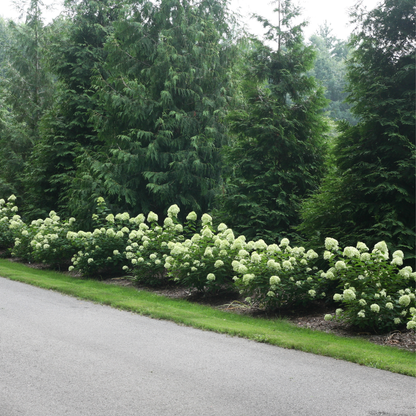 Little Lime® Panicle Hydrangea (paniculata)