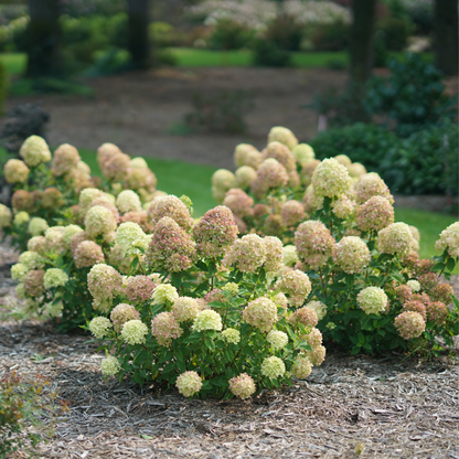 Little Lime® Panicle Hydrangea (paniculata)