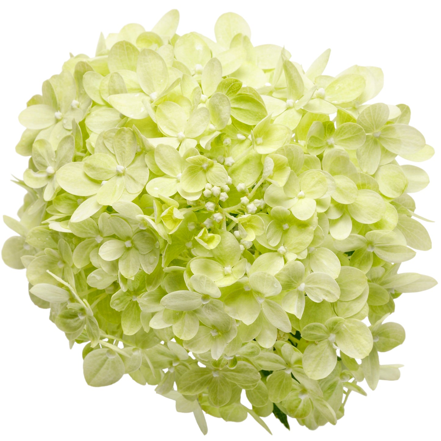 Little Lime® Panicle Hydrangea (paniculata)
