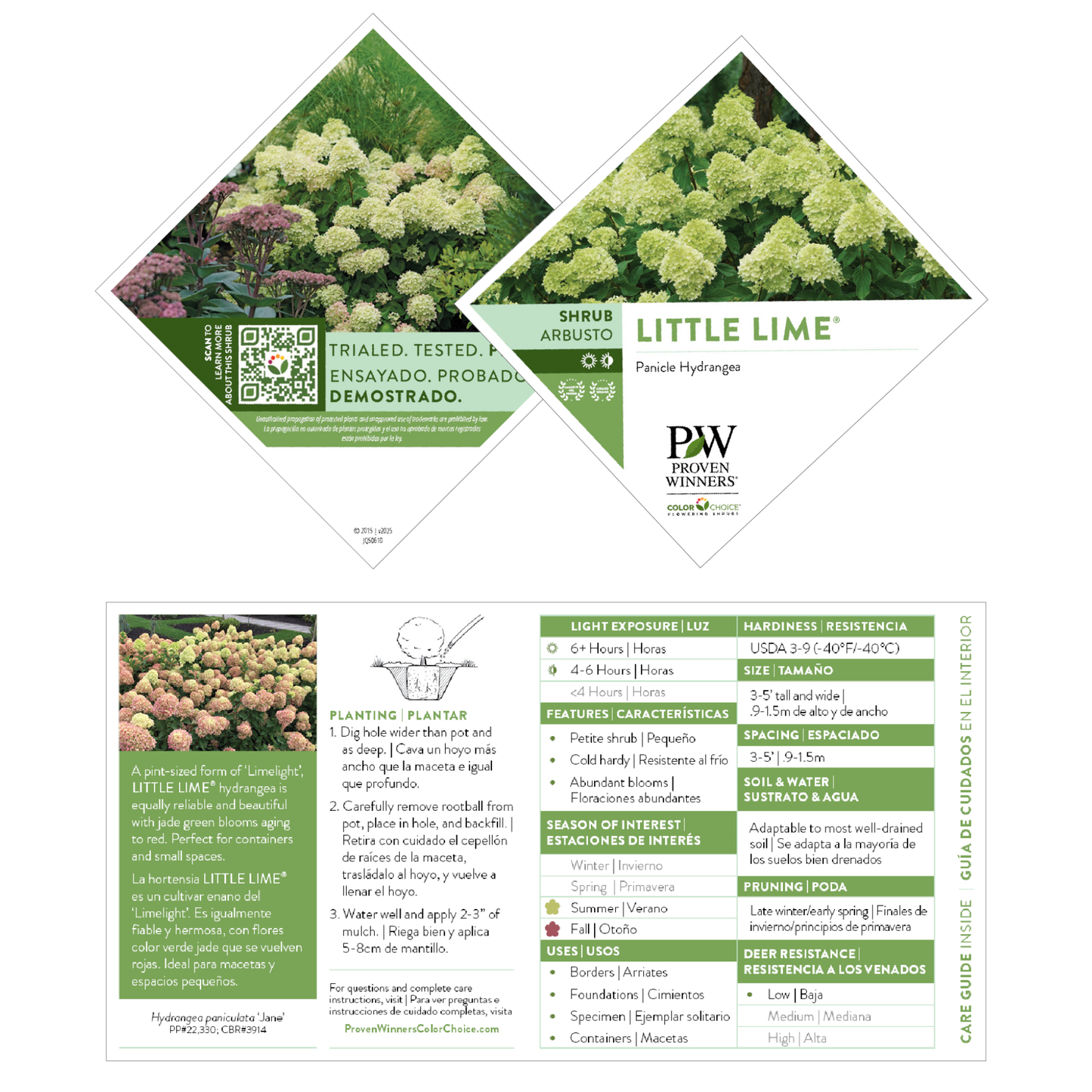 Little Lime® Panicle Hydrangea (paniculata)