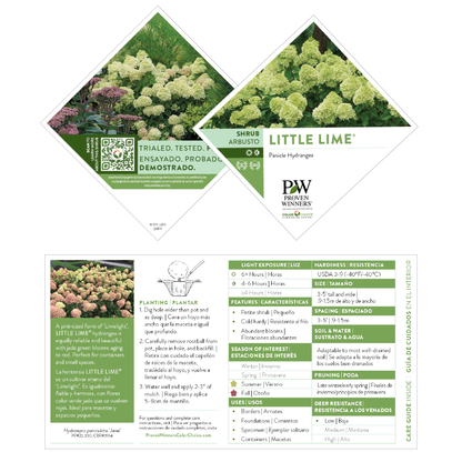 Little Lime® Panicle Hydrangea (paniculata)