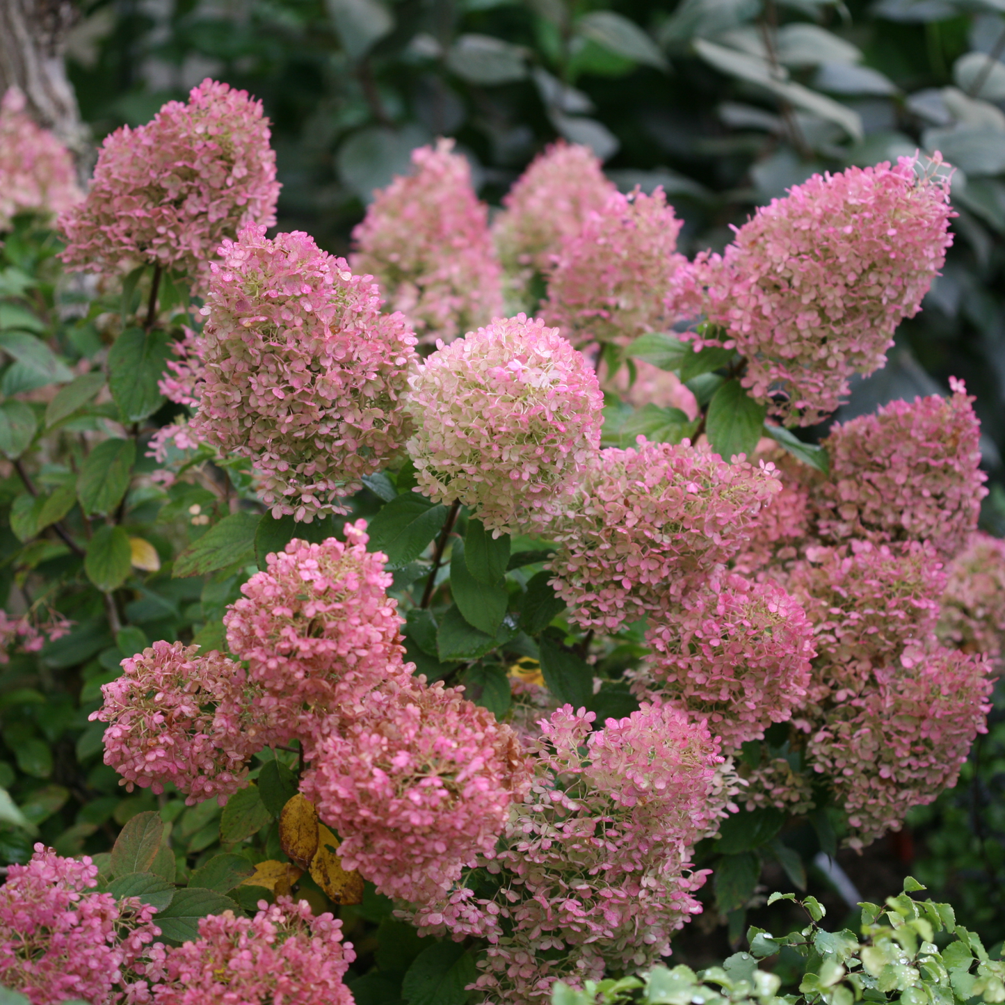 Bobo® Panicle Hydrangea (paniculata)