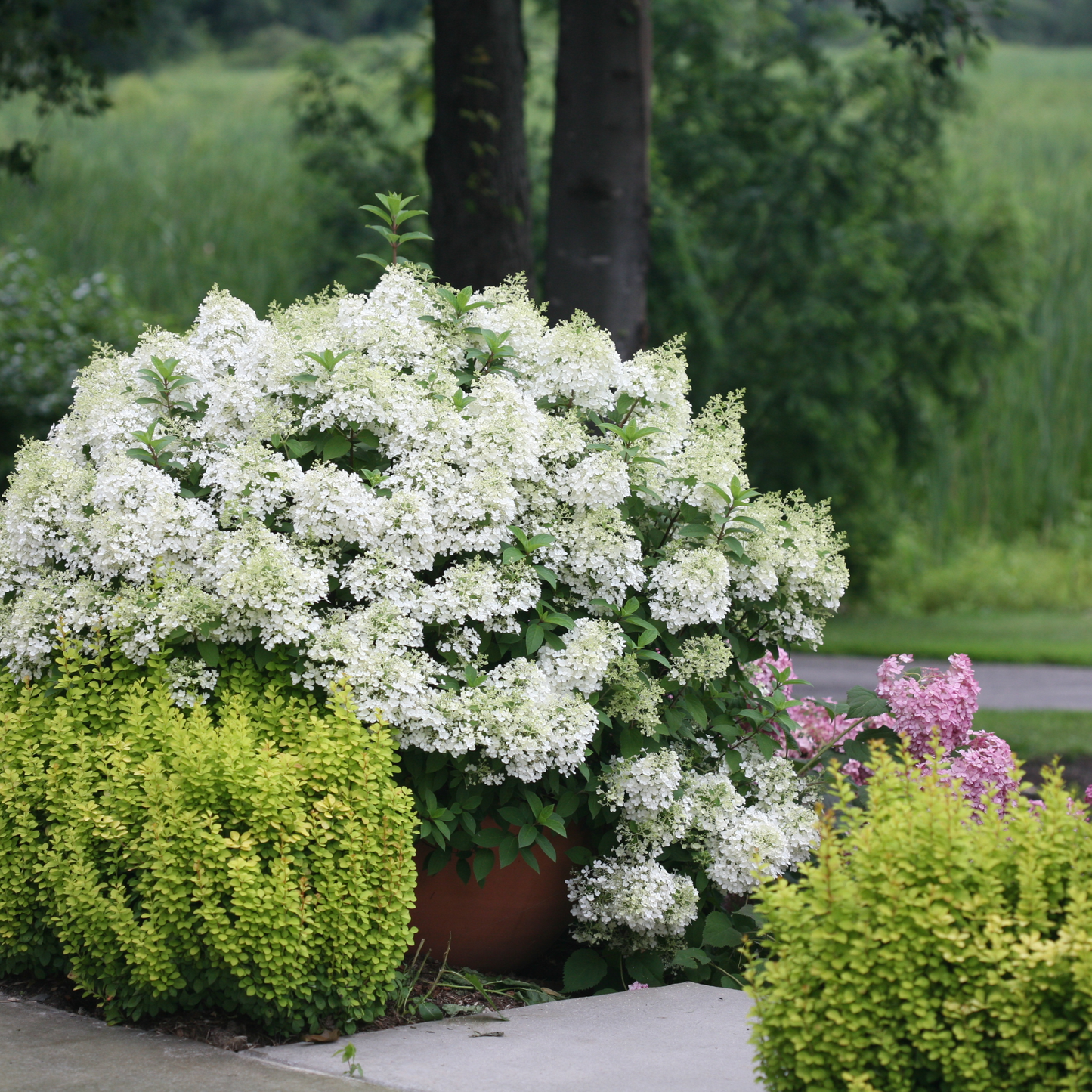 Bobo® Panicle Hydrangea (paniculata)