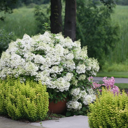 Bobo® Panicle Hydrangea (paniculata)