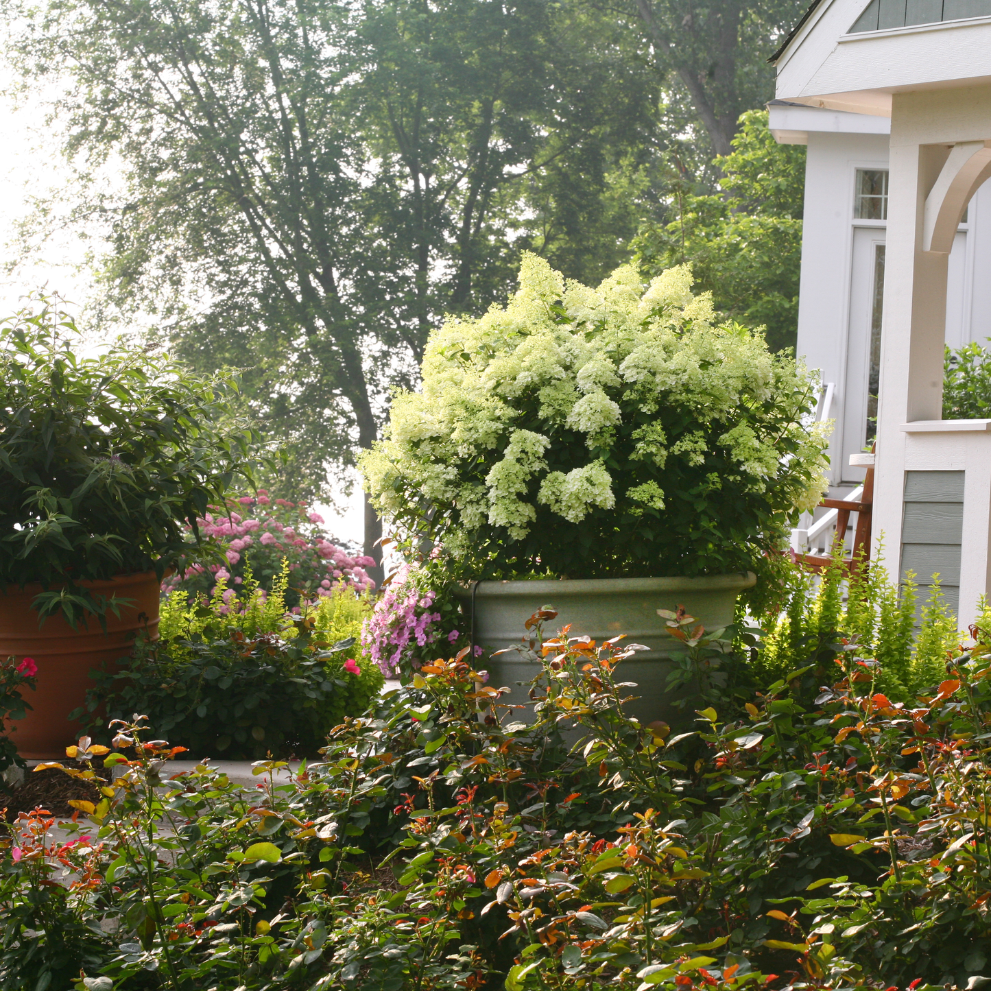 Bobo® Panicle Hydrangea (paniculata)