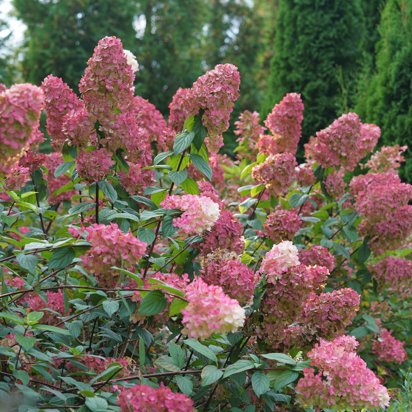 Fire Light® Panicle Hydrangea (paniculata)
