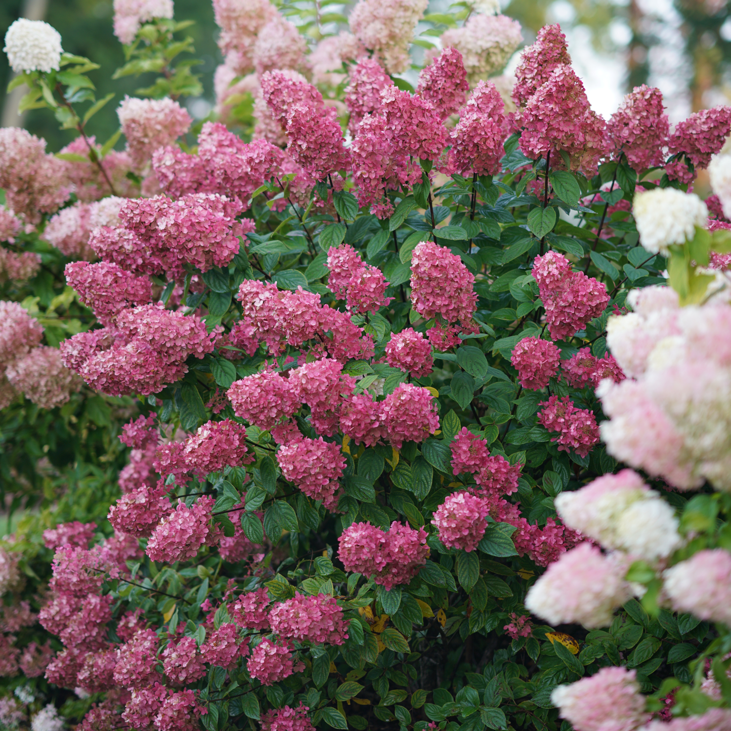 Fire Light® Panicle Hydrangea (paniculata)