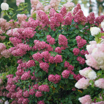 Fire Light® Panicle Hydrangea (paniculata)