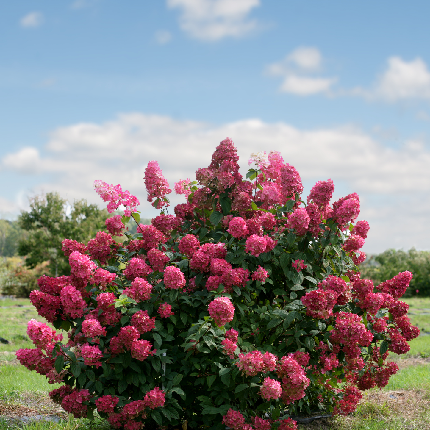 Fire Light® Panicle Hydrangea (paniculata)
