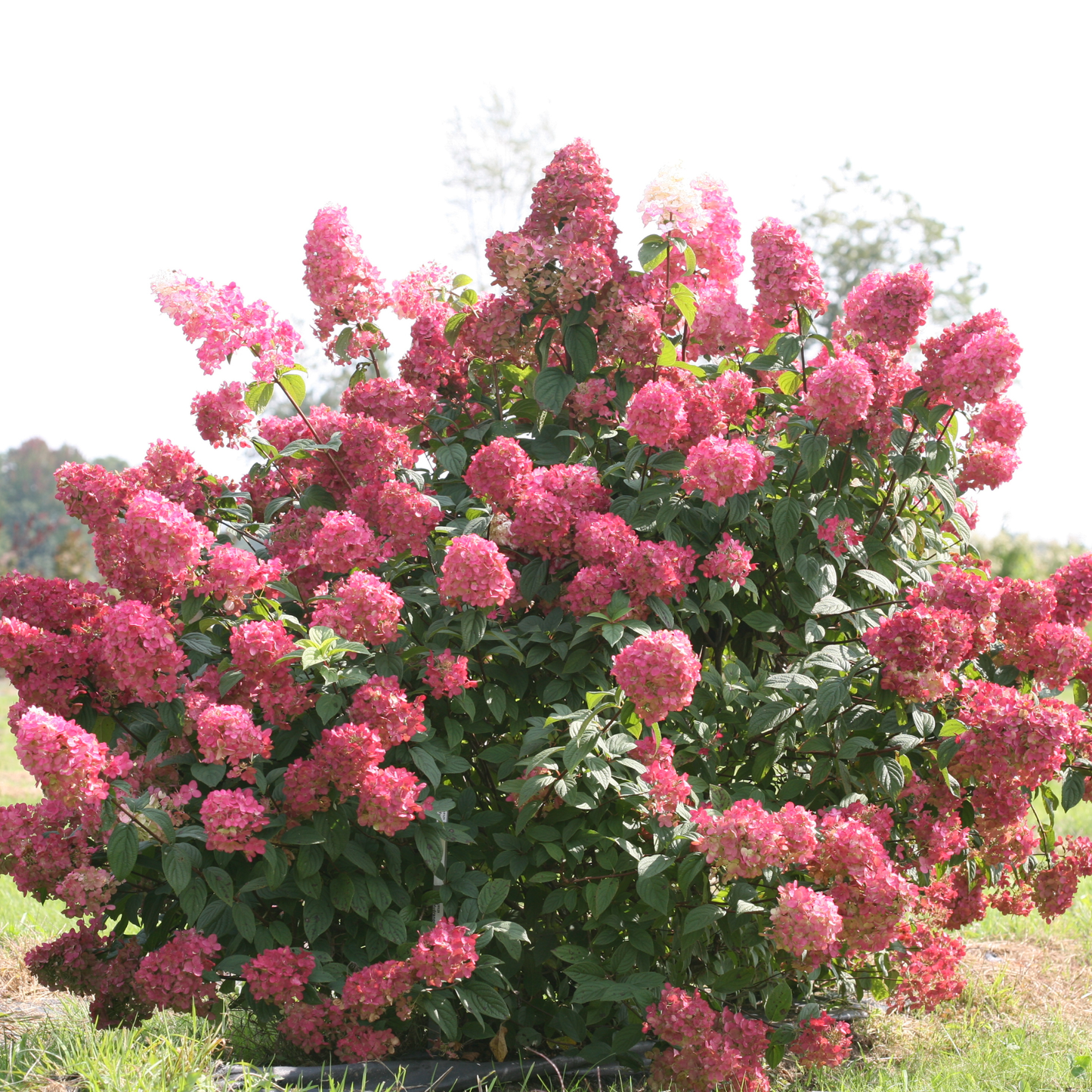Fire Light® Panicle Hydrangea (paniculata)