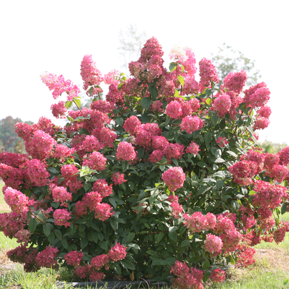 Fire Light® Panicle Hydrangea (paniculata)